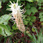 Spiked Rampion