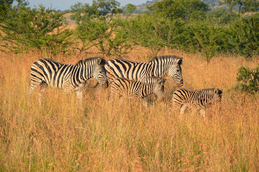 16 DIAS EN SUDAFRICA POR LOSFRATI - Blogs de Sudáfrica - DIA 2 y 3 PILANESBERG NATIONAL PARK (12)