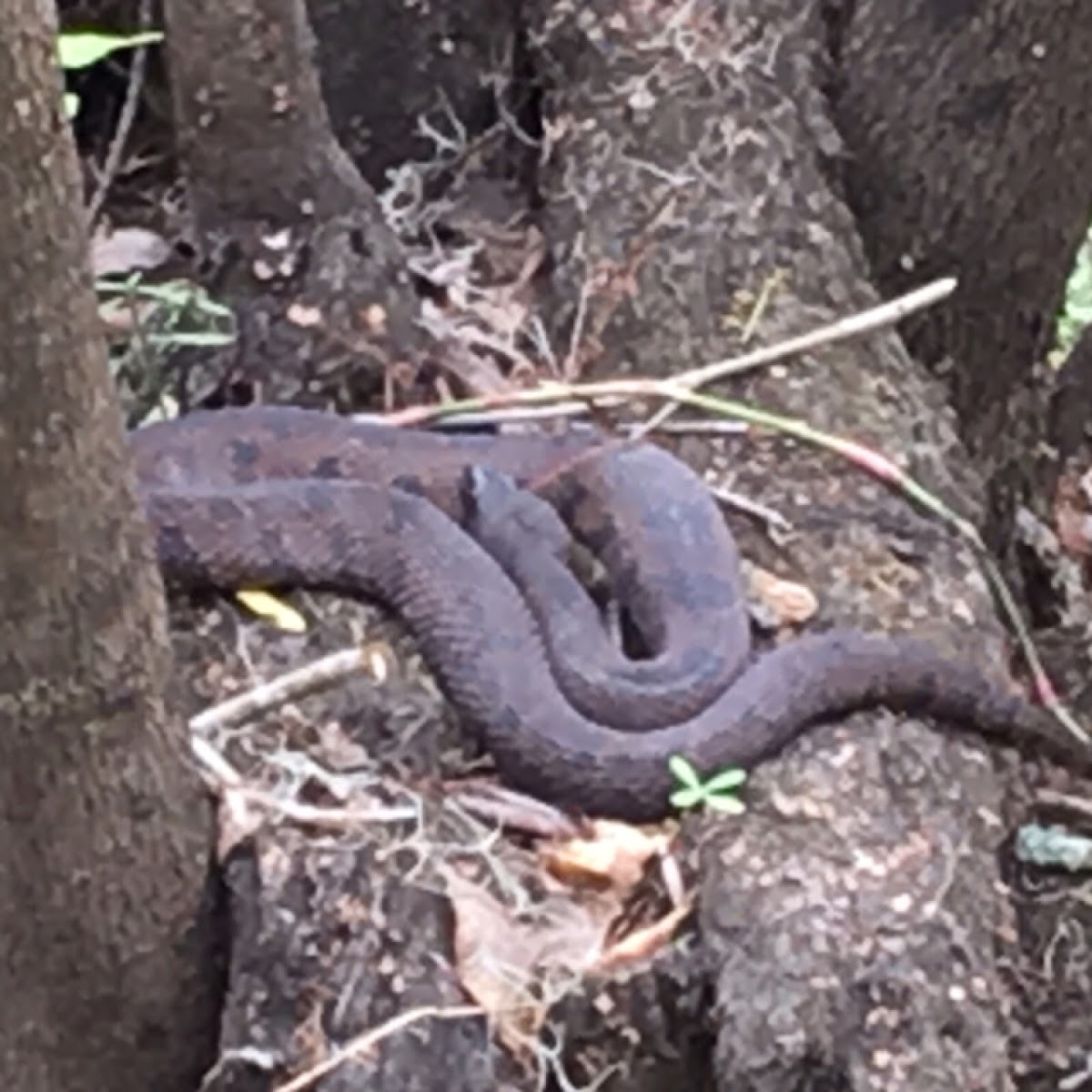 Brown Water Snake