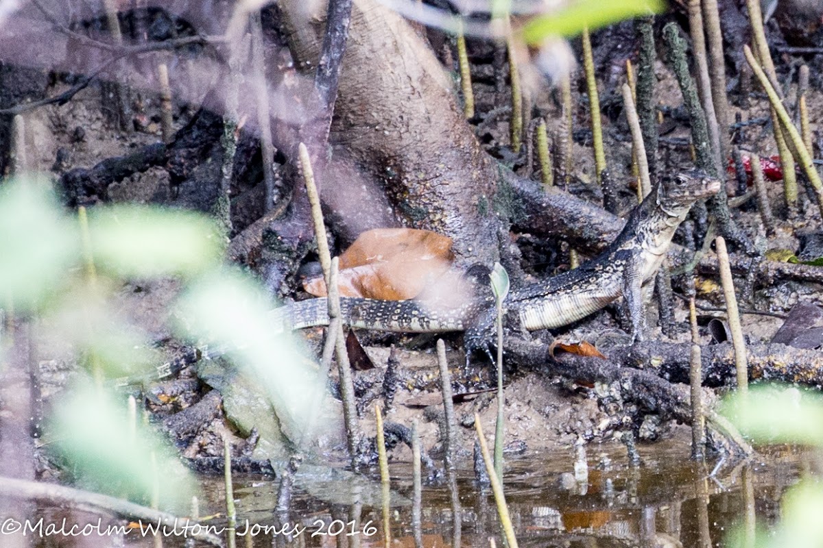 Malayan Water Monitor