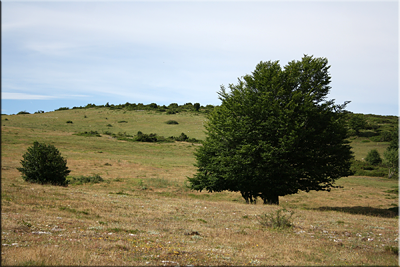 Cota del vértice geodésico