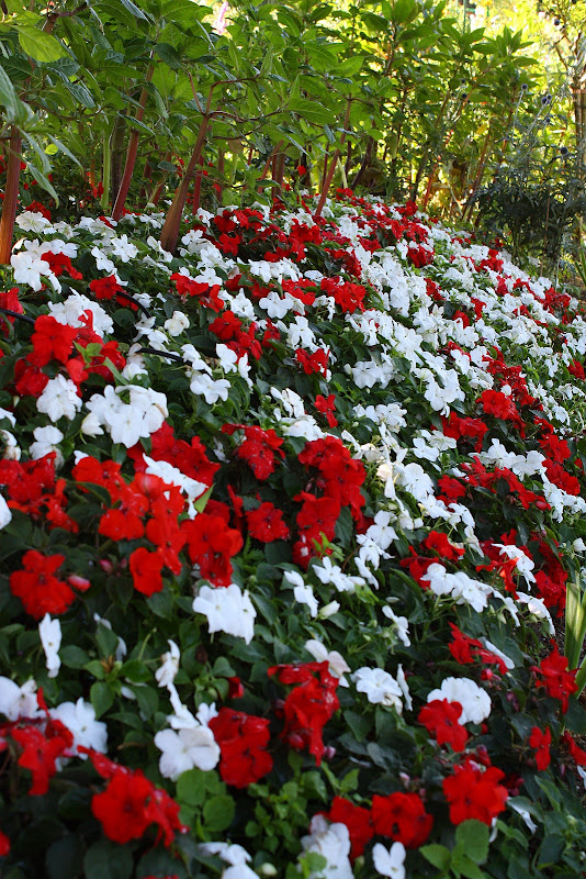 Parterre d'impatiens 130