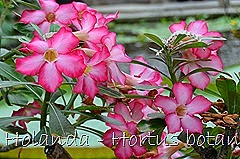 Glória Ishizaka - Hortus Botanicus Leiden - 77