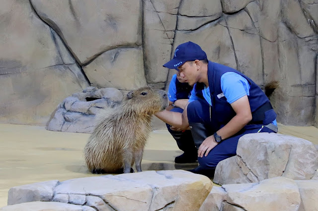 桃園 青埔 親子景點  Xpark 水族館 企鵝 水母 水豚君