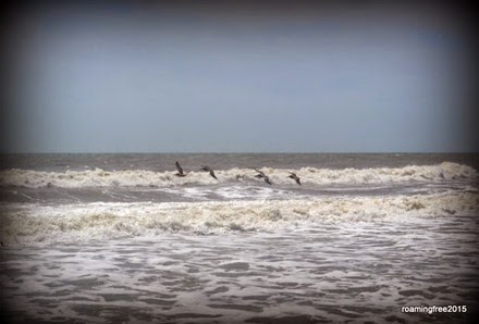 Pelicans