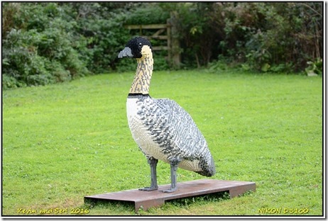 Slimbridge WWT - September