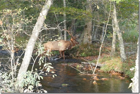 waynesville_elk22 (1024x683)