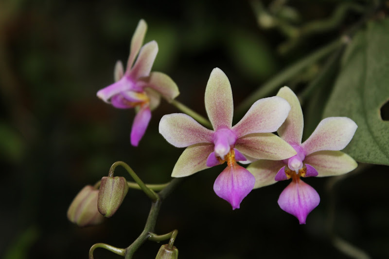 Phalaenopsis Ecoute S'il Pleut IMG_2567