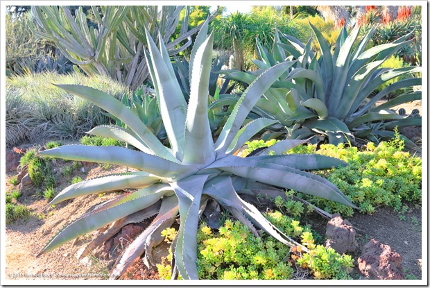 141227_Huntington_0311_Agave-americana-protoamericana