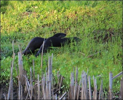 Otter