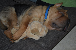 Los juguetes favoritos de mi cachorro