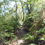 Following the Casuarina Track (132139)