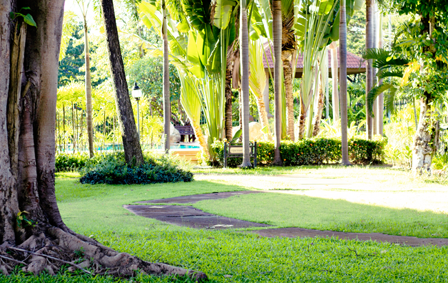 The gardens in our Moo Baan, Chiang Mai, Thailand | Lavender & Twill