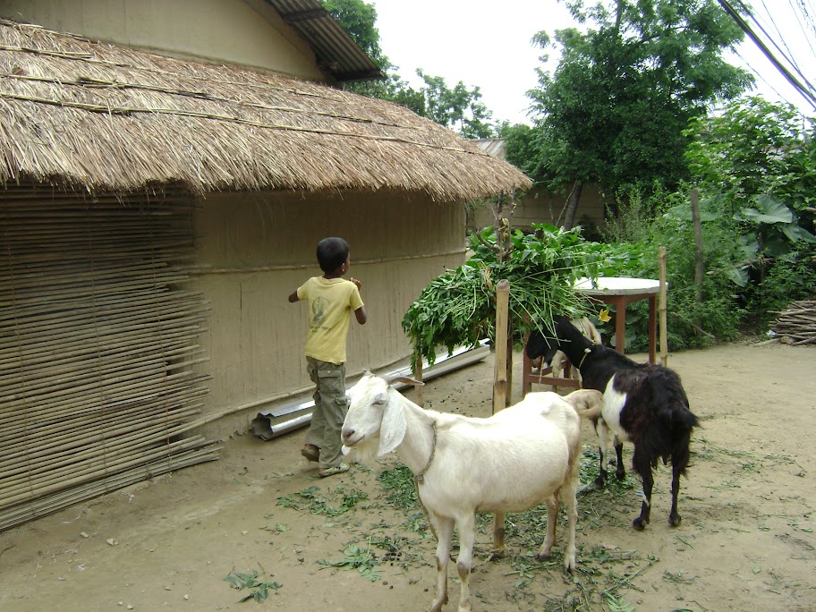 Катманду, Читван. Носороги, крокодилы и... землетрясение