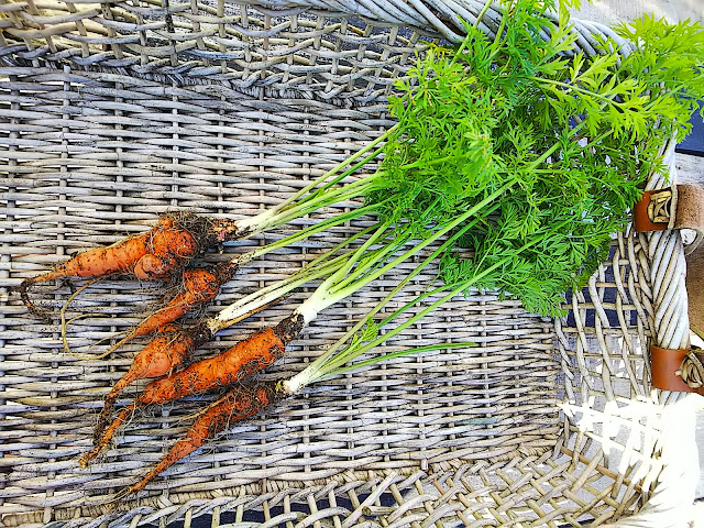 Last harvested of carrot. 人参の収穫。