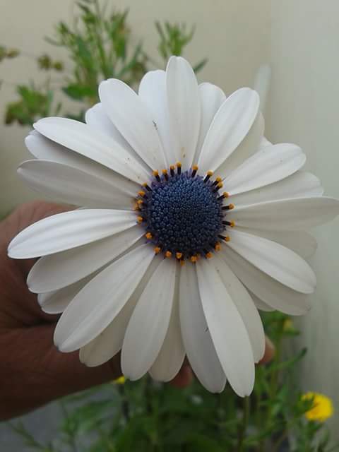 Beautiful Flower Dp for whatsapp, Instagram, Pinterest, Facebook, FB