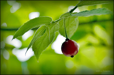 Buah Kersen Dan Khasiatnya