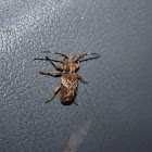 Long-horn Beetle