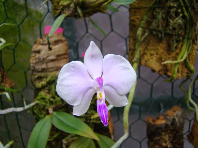 Phalaenopsis Zen Lowii