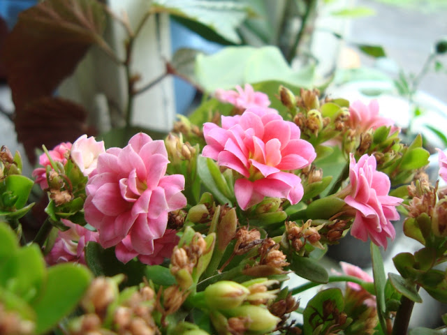 Каланхоэ (Kalanchoe). Цветущий и лечебный %2525D0%2525BA%2525D0%2525B0%2525D0%2525BB%2525D0%2525B0%2525D0%2525BD%2525D1%252585%2525D0%2525BE%2525D1%25258D%252520%2525D1%252586%2525D0%2525B2%2525D0%2525B5%2525D1%252582%2525D1%25258B