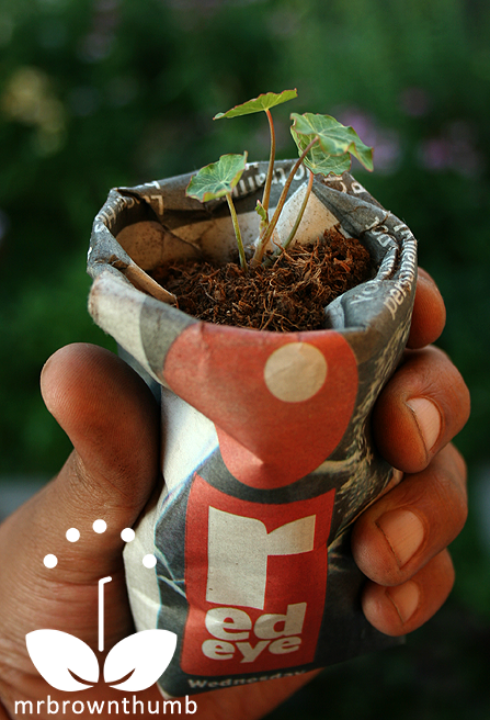 MrBrownThumb: Make a Seed Organizer to Store Your Seed Collection