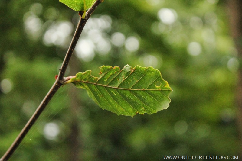 green leaf on a branch