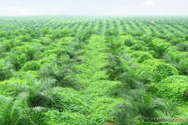 tanaman kacangan perkebunan kelapa sawit