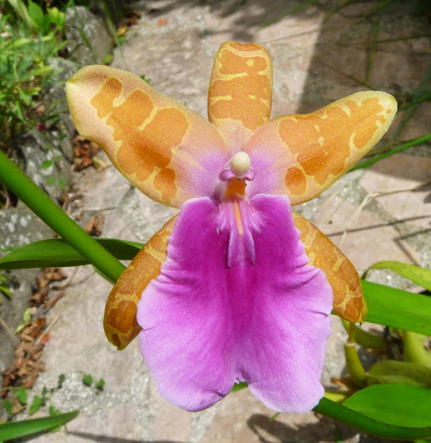 Miltonia castanea P1420779