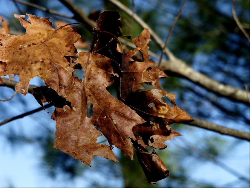 Leaves free picure for commercial use.