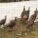Wild Turkeys by Clear Lake - Tom Lowe IMG_0832.JPG
