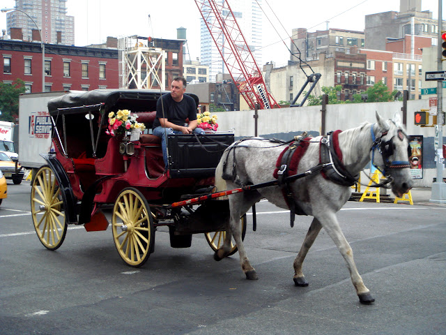 carriage in New York City, United States 