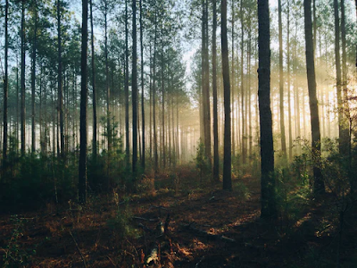 Know About the Forest City of China