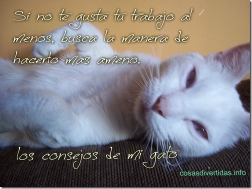 los consejos de mi gato trabajo