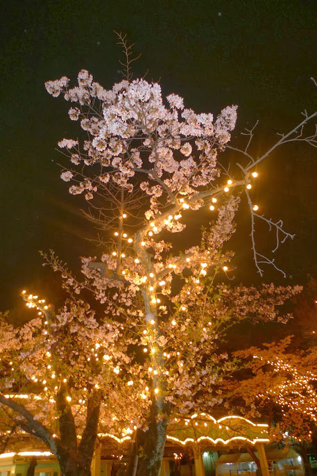 toshimaen illuminations sakura