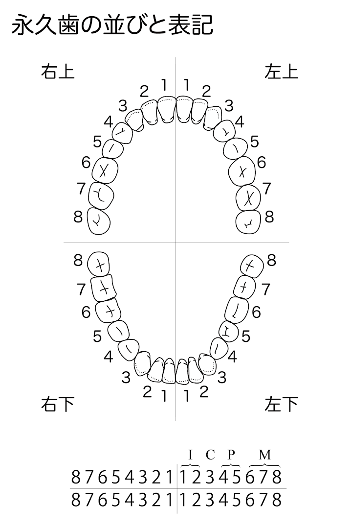 歯式04：永久歯の並びと表記.png