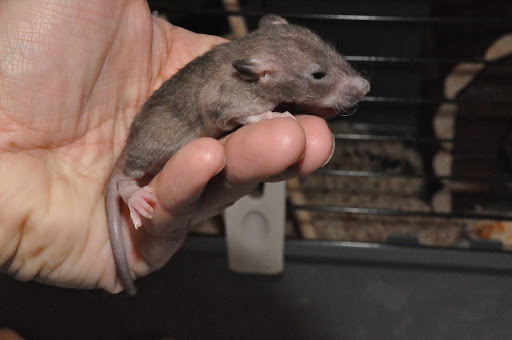 [ADOPTION CLOSE TOUS PARTIS :) ] PORTEE RATS NUS Peach x Kojak  DSC_0301