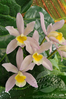 Растения из Тюмени. Краткий обзор - Страница 2 Cattleya%252520Loddiaca