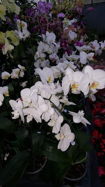 Photos of vivero kaki