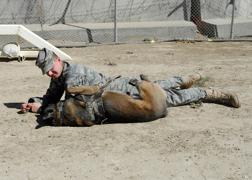 dog-training photo:detection dog training 