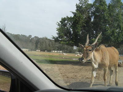 Израиль ранней весной.