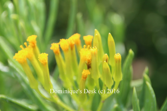 Tiny yellow blooms