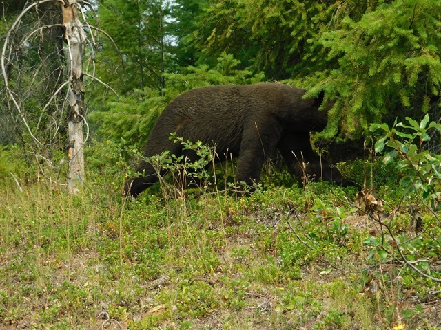 C008_CAN BC Wells Gray PP Ray Farm Bear_2018-08-10_DSCN2177