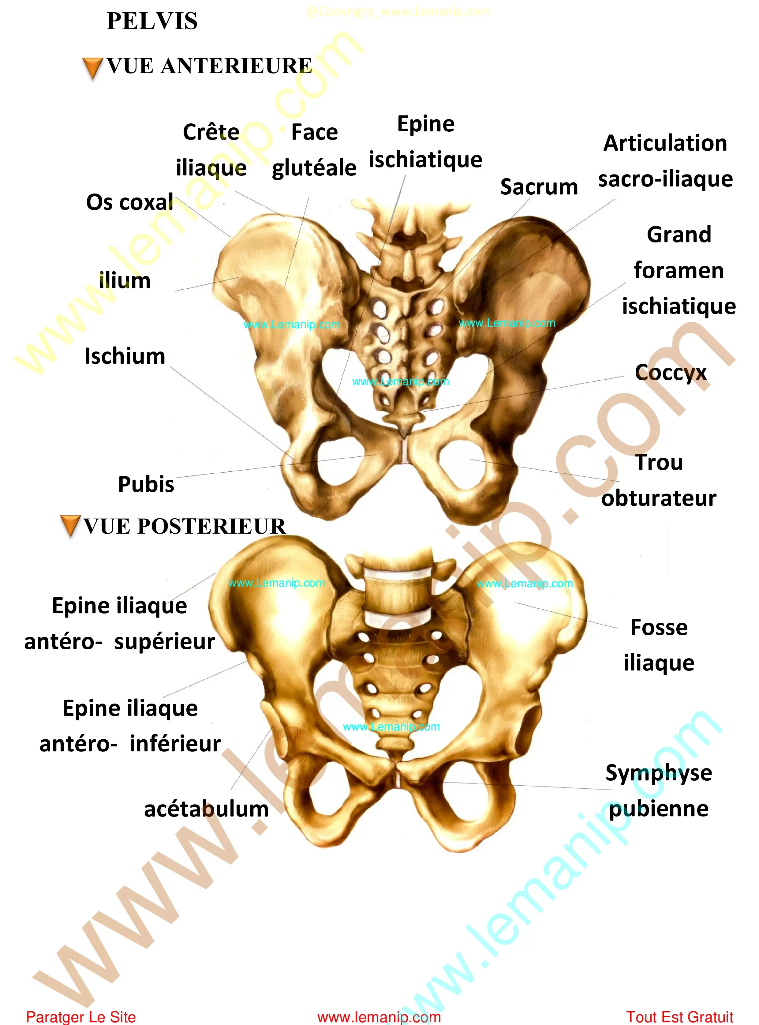 PELVIS VUE ANTERIEURE ET VUE POSTERIEUR