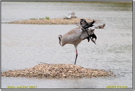 Slimbridge WWT - May