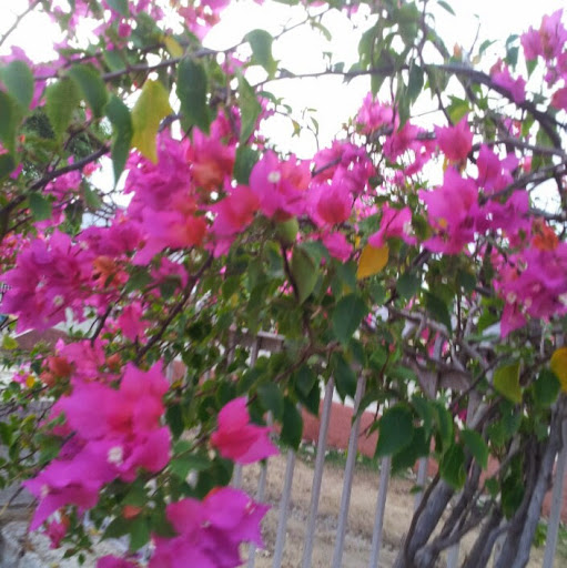 Ramchandra Singh Rathore