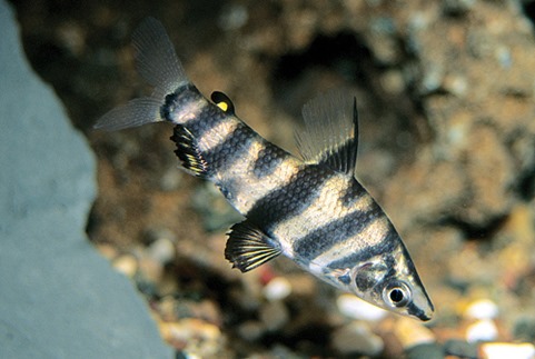 Abramites (Abramites hypselonotus) Abramites%2Bhypselonotus_thumb%255B2%255D?imgmax=800