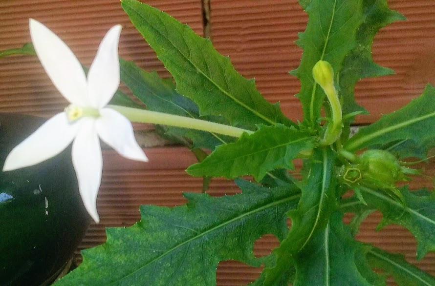 O Jasmim-da-itália é uma planta herbácea, de 20 à 30 cm. de altura, que produz flores vistosas de cor branca.  Embora seja uma planta de uso medicinal, é considerada tóxica, prejudicial ao gado e aos humanos.