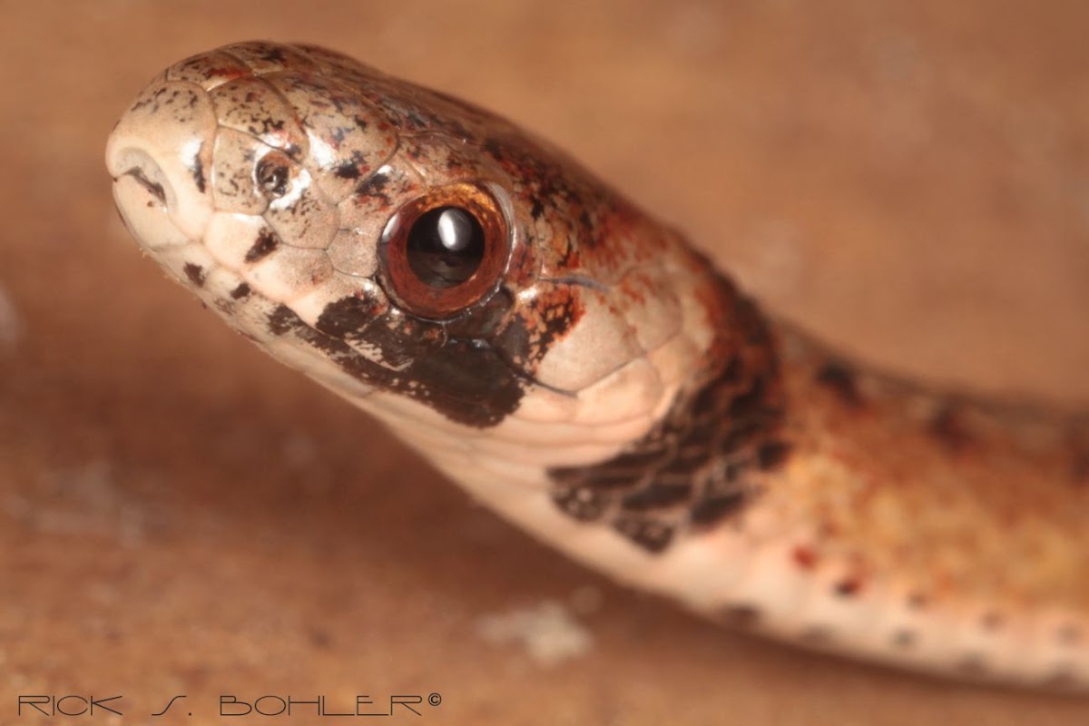 Florida Brown Snake