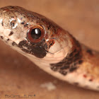 Florida Brown Snake