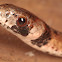 Florida Brown Snake